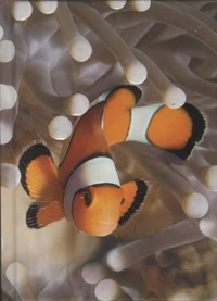 Carnet Poisson clown