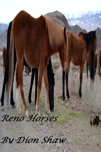 Reno Horses