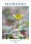 CALVENDO Nature  Inflorescence calendrier floral (Calendrier mural 2020 DIN A4 vertical). Découvrez chaque mois une fleur sauvage différente poussant en forêt de Fontainebleau (Calendrier mensuel, 14 Pages )