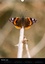 CALVENDO Nature  Lépidoptères de la forêt de Fontainebleau (Calendrier mural 2020 DIN A3 vertical). Partez à la découverte de 12 magnifiques papillons de la forêt de Fontainebleau (Calendrier mensuel, 14 Pages )