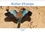 CALVENDO Places  Rollier d'Europe (Coracias garrulus) (Calendrier mural 2020 DIN A4 horizontal). Découvrez le rollier d'Europe, un oiseau bleu méditerranéen magnifique. (Calendrier mensuel, 14 Pages )