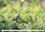 CALVENDO Places  Rollier d'Europe (Coracias garrulus) (Calendrier mural 2020 DIN A4 horizontal). Découvrez le rollier d'Europe, un oiseau bleu méditerranéen magnifique. (Calendrier mensuel, 14 Pages )