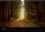 Forêt de lumière (Calendrier mural 2017 DIN A4 horizontal). Magie de l'ombre et de la lumière au cour de la forêt (Calendrier mensuel, 14 Pages )