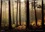CALVENDO Nature  Forêt de lumière (Calendrier mural 2021 DIN A4 horizontal). Magie de l'ombre et de la lumière au cœur de la forêt (Calendrier mensuel, 14 Pages )