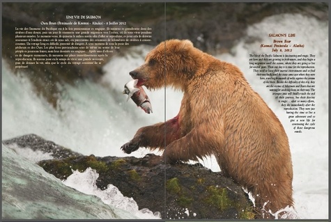 D'un continent à l'autre. Portraits animaliers