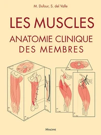 Les muscles