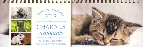  Editions 365 - Chatons craquants.