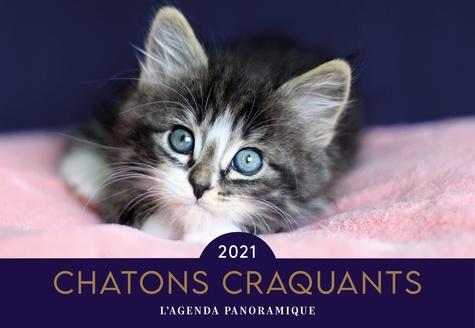 Chatons craquants  Edition 2021