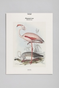 Edward Lear - Flamant rose.