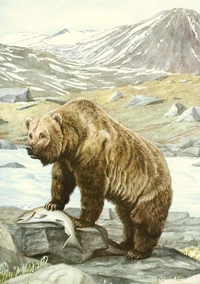 Carnet Animaux sauvages d’Amérique du Nord
