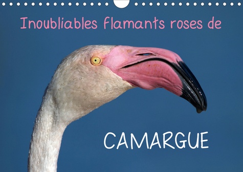 CALVENDO Animaux  Inoubliables flamants roses de Camargue (Calendrier mural 2020 DIN A4 horizontal). Les flamants roses sont des oiseaux magnifiques et majestueux aux couleurs rares. Ils sont ainsi devenus l'emblème inoubliable de la Camargue ! (Calendrier mensuel, 14 Pages )