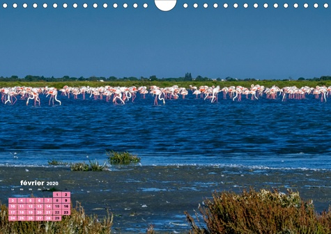 CALVENDO Animaux  Inoubliables flamants roses de Camargue (Calendrier mural 2020 DIN A4 horizontal). Les flamants roses sont des oiseaux magnifiques et majestueux aux couleurs rares. Ils sont ainsi devenus l'emblème inoubliable de la Camargue ! (Calendrier mensuel, 14 Pages )