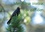 CALVENDO Animaux  Merveilleux oiseaux du quotidien (Calendrier mural 2020 DIN A4 horizontal). Le quotidien offre tant de merveilles naturelles au travers des oiseaux du jardin. (Calendrier mensuel, 14 Pages )