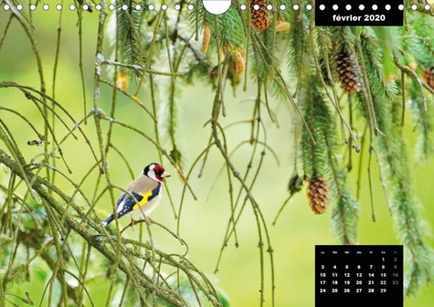 CALVENDO Animaux  Merveilleux oiseaux du quotidien (Calendrier mural 2020 DIN A4 horizontal). Le quotidien offre tant de merveilles naturelles au travers des oiseaux du jardin. (Calendrier mensuel, 14 Pages )