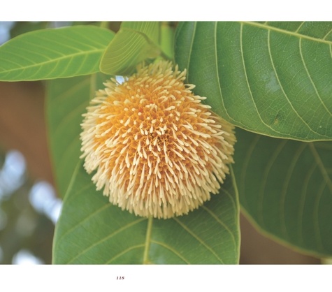 La Voie des Arbres dans le Bouddhisme. Du lotus originel aux grands ficus