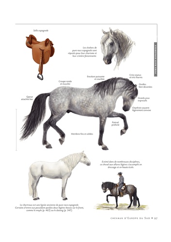 Tous les chevaux du monde. Près de 570 races et types décrits et illustrés