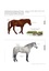 Tous les chevaux du monde. Près de 570 races et types décrits et illustrés