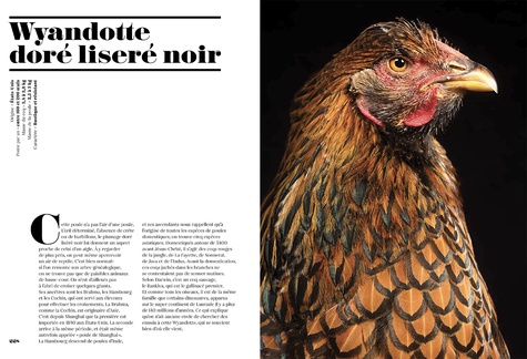 Poules de luxe