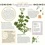 Calendrier Herboristerie. Vertus des plantes médicinales, remèdes naturels au fil des mois  Edition 2024