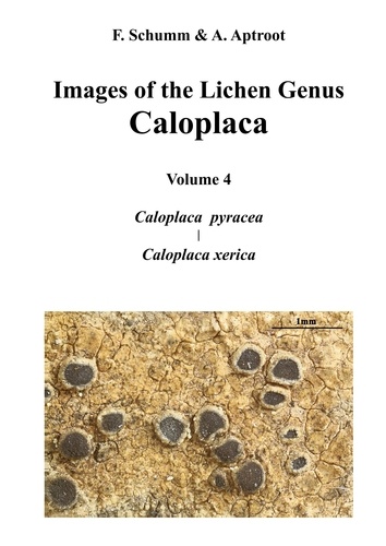 Images of the Lichen Genus Caloplaca, Vol4. Caloplaca pyracea, Caloplaca xerica