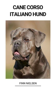 Cane Corso Italiano Hund