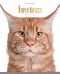 Super Katzen!