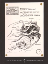 Vampyroteuthis infernalis