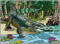  FP Color - L'Alligator.