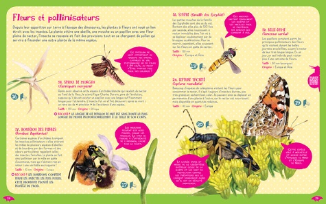 Insectes du monde et autres invertebrés
