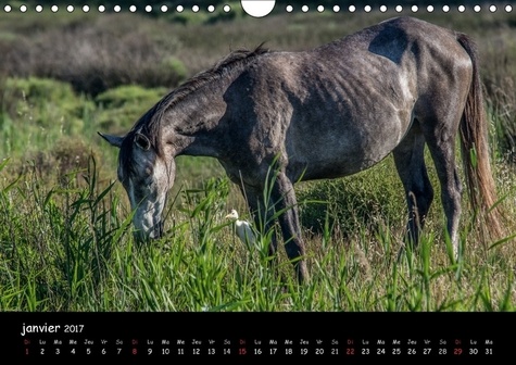 Cheval camarguais (Calendrier mural 2017 DIN A4 horizontal). La beauté du cheval semi-sauvage (Calendrier mensuel, 14 Pages )