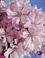 Cerisiers du Japon et autres Prunus d'ornement