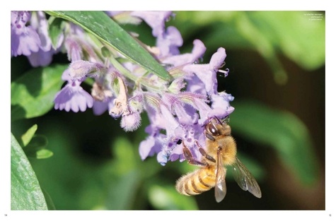 Le Grand Livre des Abeilles