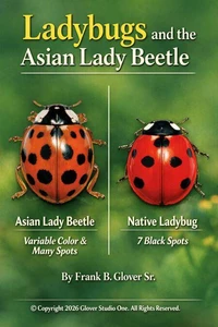 Ladybugs and the Asian Lady Beetle