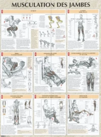 Musculation des jambes