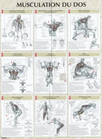 Musculation du dos