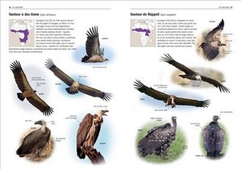 Tous les oiseaux rares d'Europe