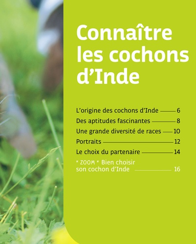 Cochons d'Inde - Occasion