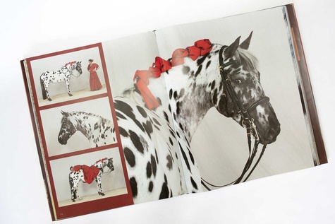 Les plus beaux chevaux du monde de Gabriele Boiselle - Livre - Decitre