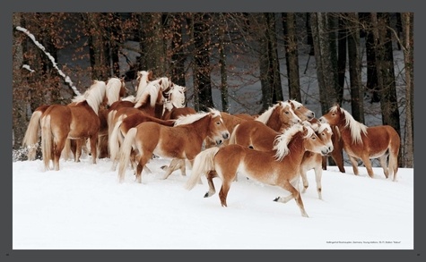 Les plus beaux chevaux du monde