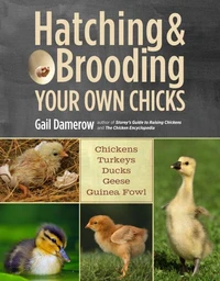 Hatching &amp; Brooding Your Own Chicks