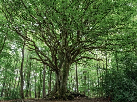 Les Arbres les plus remarquables de France