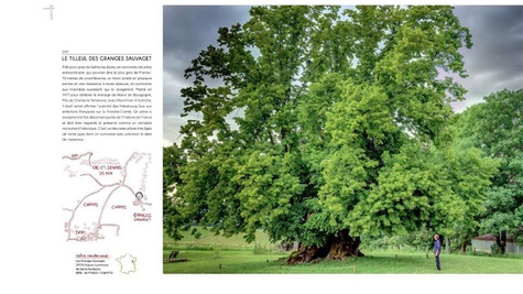 Rendez-vous avec les arbres extraordinaires de France 5e édition