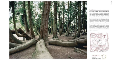 Rendez-vous avec les arbres extraordinaires de France 5e édition