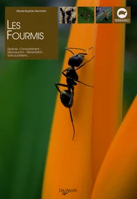 Les fourmis