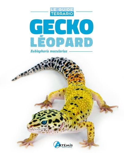 Gecko léopard. Eublepharis macularius