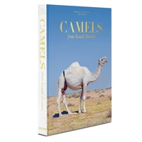 Camels from Saudi Arabia