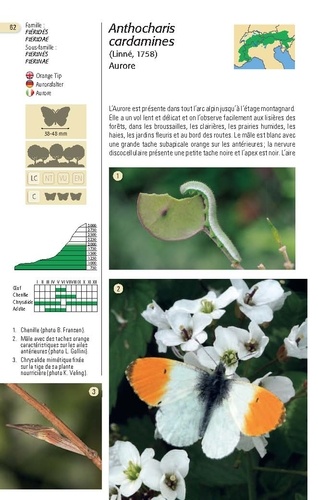 Papillons des Alpes. 238 espèces de l'arc alpin