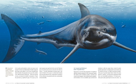 Requins de la préhistoire à nos jours