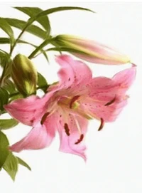 Le Général de pierre