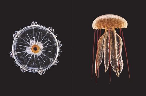 Leopold & Rudolf Blaschka. Les invértébrés marins Edition numérotée - Guido Mocafico